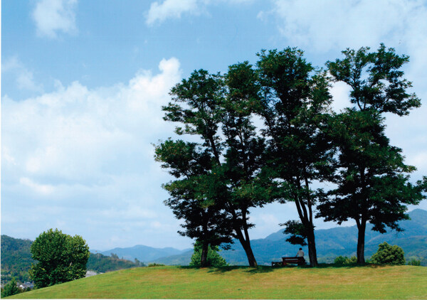 草地樹(shù)木風(fēng)景圖片