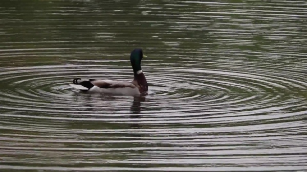 游泳的鸭子视频素材