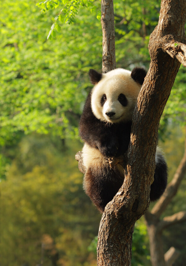 可爱大熊猫摄影图片