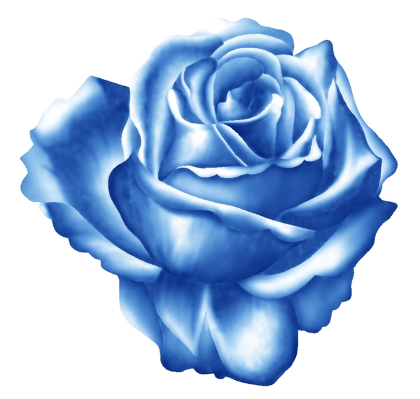 蓝玫瑰花朵图片
