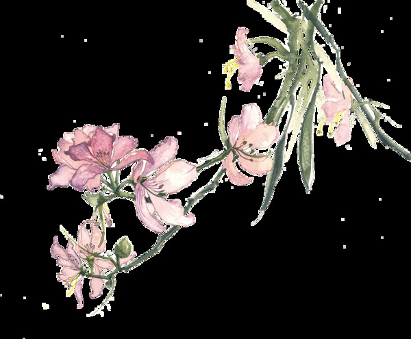 手绘水彩紫荆花