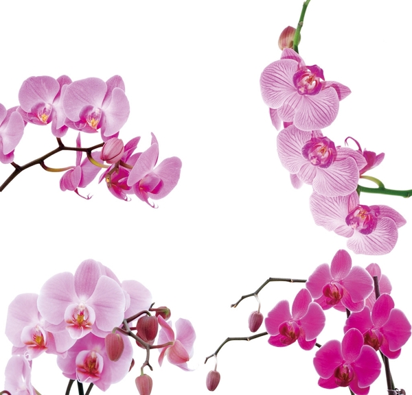粉色花束高清分层图片