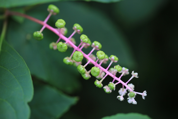 草本植物商路