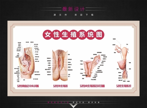女性生殖系统图