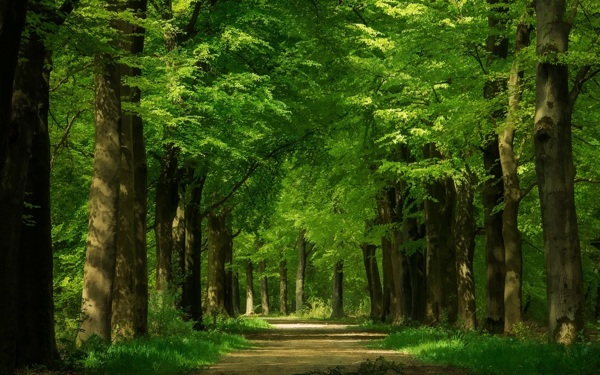 Green树林森林
