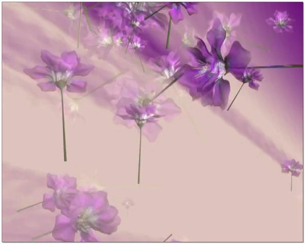 紫色鲜花视频素材