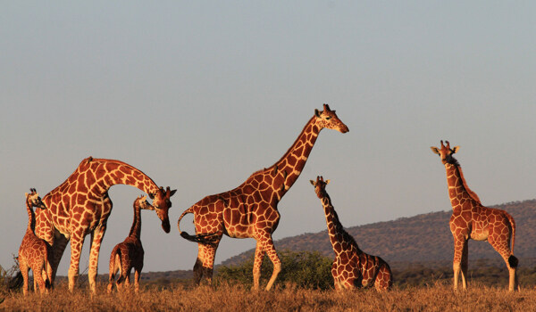 非洲草原上的长颈鹿群图片