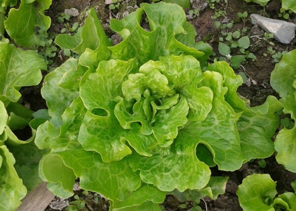 生菜圖片