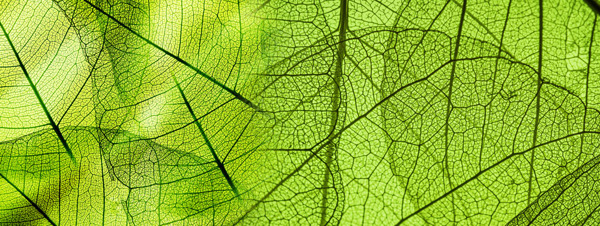 绿色透明叶子背景图片