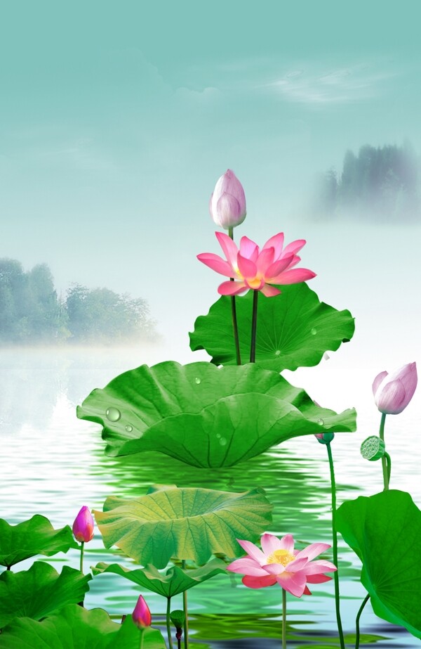 荷花背景