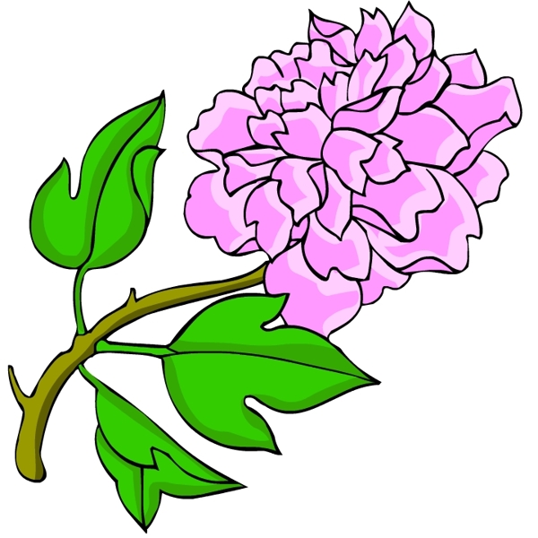 花卉古典插畫