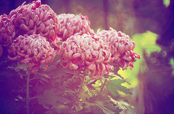 位圖植物花朵寫(xiě)實(shí)花卉菊花免費(fèi)素材