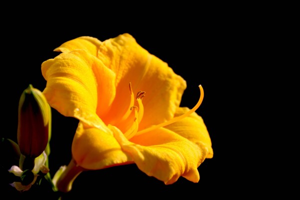 黄色南瓜花图片