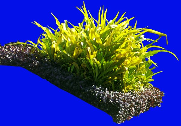 植物貼圖素材JPG1088