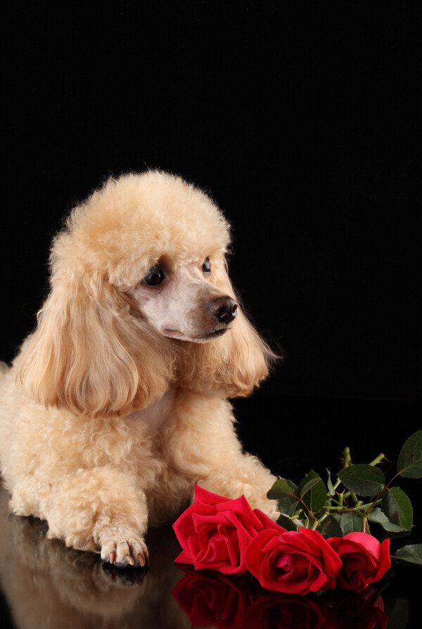 玫瑰花与可爱小狗图片