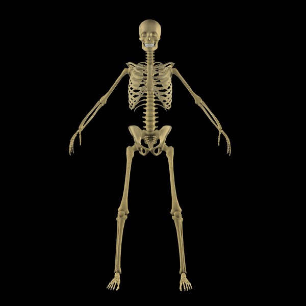 男性骨骼图图片