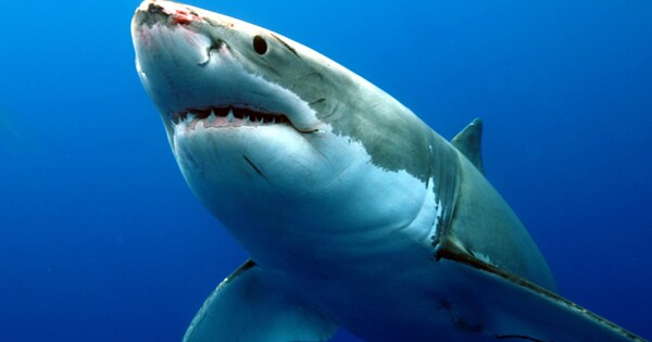 海洋生物鲨鱼霸主