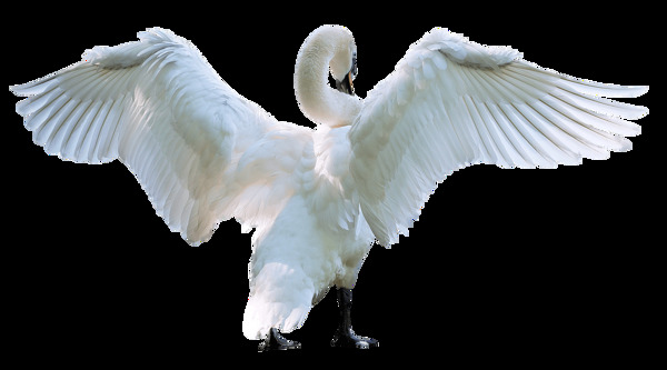 挥舞翅膀的白天鹅免抠png透明素材