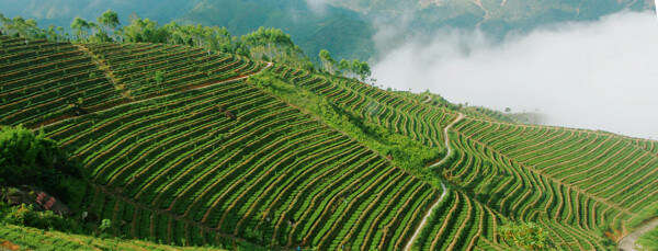 茶山
