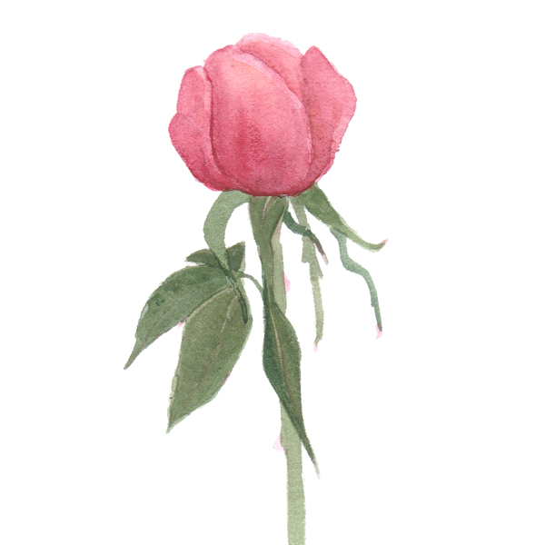 位圖植物寫(xiě)意花卉花朵玫瑰免費(fèi)素材