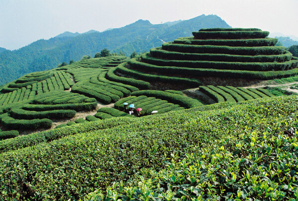 茶山風(fēng)景圖片