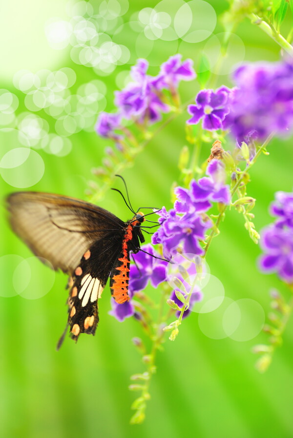 唯美紫色兰花与蝴蝶图片