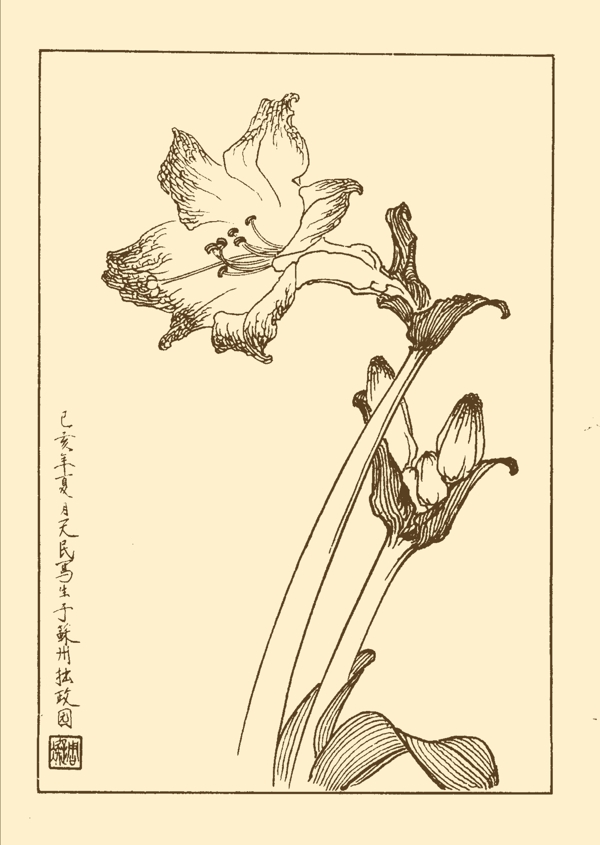 紅百合圖片