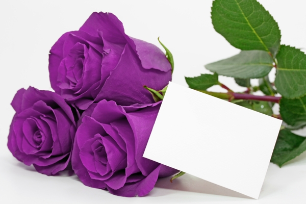 紫色玫瑰花与花瓣