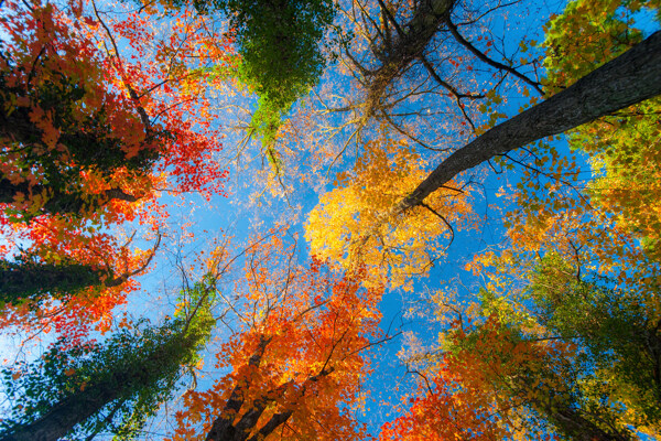美丽的秋天森林风景
