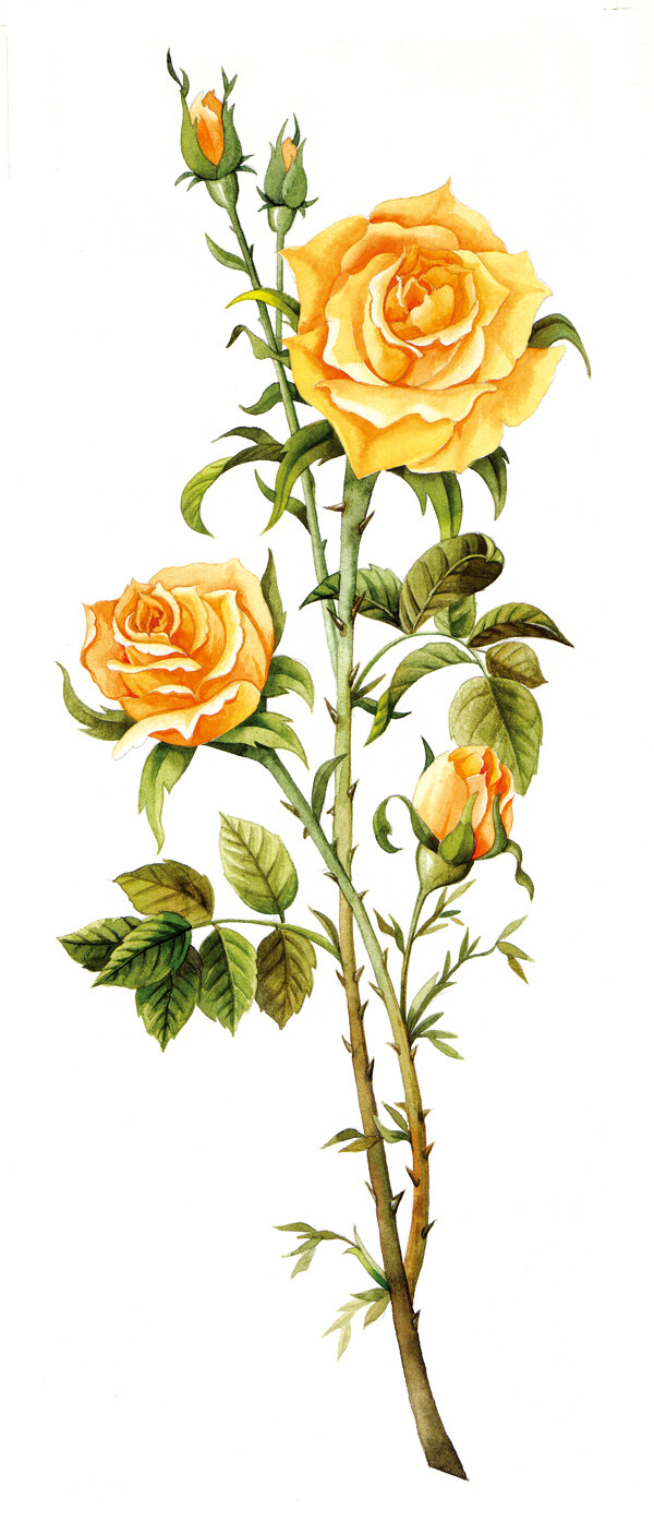 手绘黄玫瑰