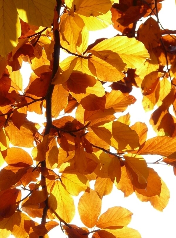 秋天树叶超清图片