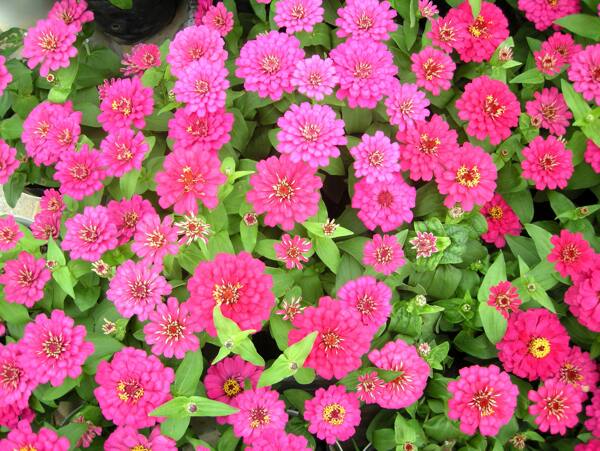 鮮花圖片
