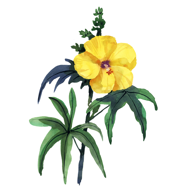 位圖植物寫意花卉花朵野花免費(fèi)素材