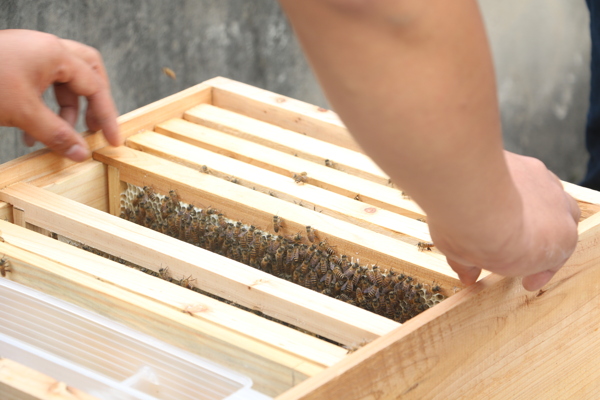 蜂箱养蜂图片