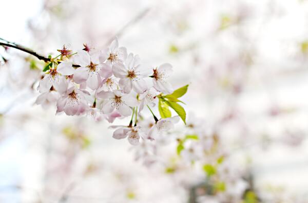 唯美桃花