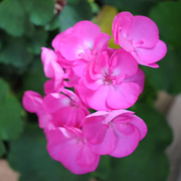 位圖植物攝影寫實(shí)花卉花朵數(shù)碼照片免費(fèi)素材