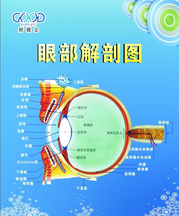 眼解剖圖圖片