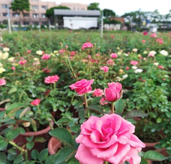 玫瑰花花圃图片