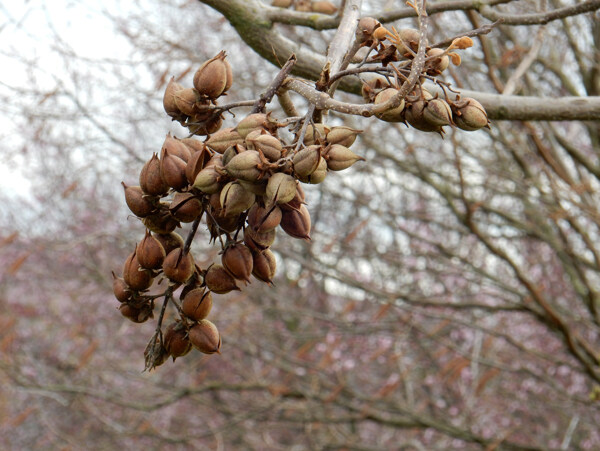 风信子树水果坚果春天