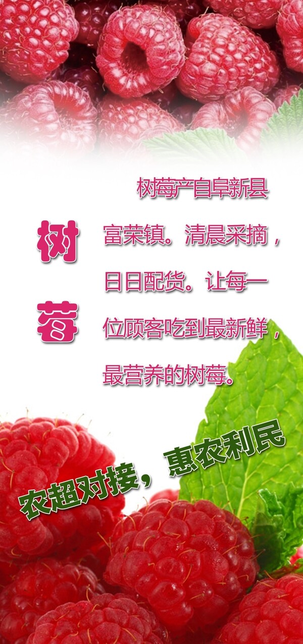 樹莓