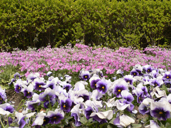 花圖