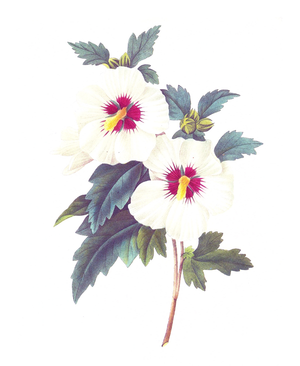 位圖植物寫意花卉花朵野花免費(fèi)素材