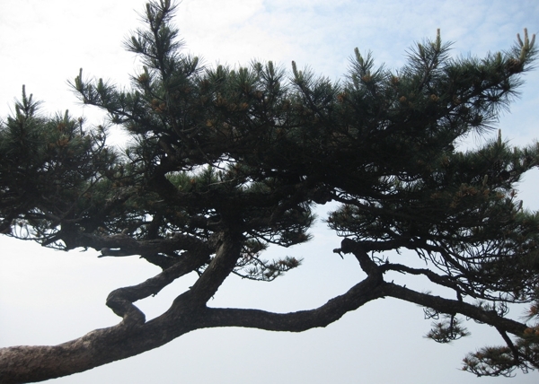 松樹圖片