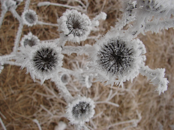 雪覆蓋的野草圖片