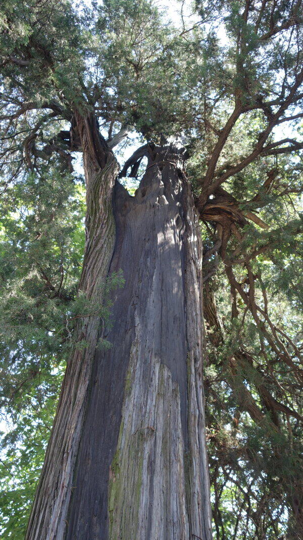 少林寺内老树图片
