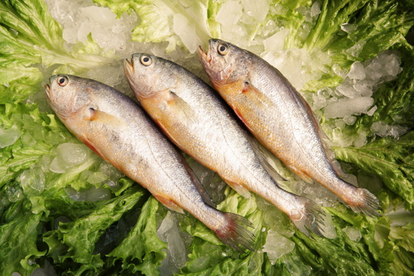 黃魚圖片