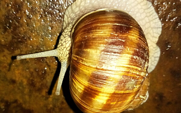 大蜗牛