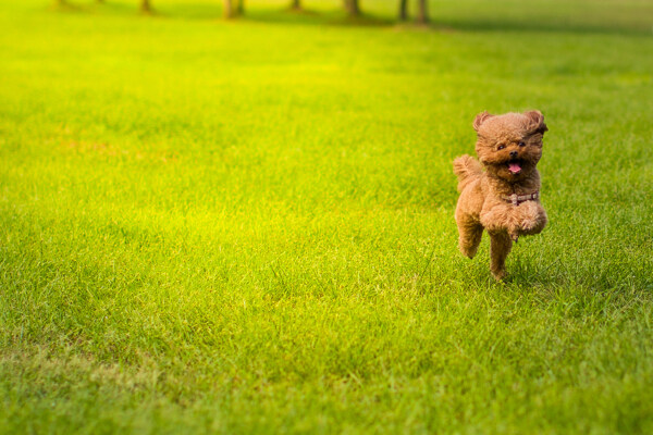 貴賓犬圖片