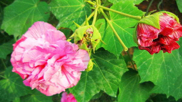 芙蓉花圖片