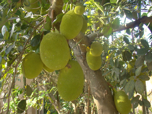 菠蘿蜜圖片